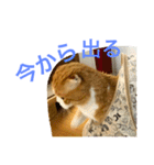 とらたさん その3（個別スタンプ：13）