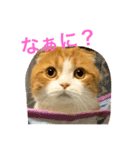 とらたさん その3（個別スタンプ：15）