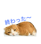 とらたさん その3（個別スタンプ：17）