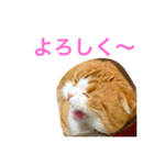 とらたさん その3（個別スタンプ：18）