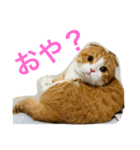 とらたさん その3（個別スタンプ：20）