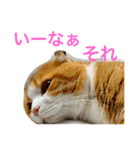 とらたさん その3（個別スタンプ：21）