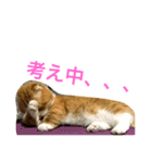 とらたさん その3（個別スタンプ：22）
