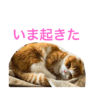 とらたさん その3（個別スタンプ：23）