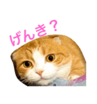 とらたさん その3（個別スタンプ：24）