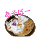 とらたさん その3（個別スタンプ：25）
