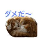 とらたさん その3（個別スタンプ：27）