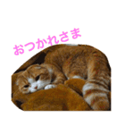 とらたさん その3（個別スタンプ：30）