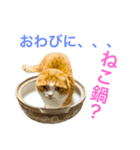 とらたさん その3（個別スタンプ：31）