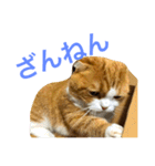 とらたさん その3（個別スタンプ：32）