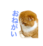 とらたさん その3（個別スタンプ：34）