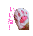 とらたさん その3（個別スタンプ：35）