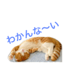 とらたさん その3（個別スタンプ：36）