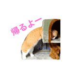 とらたさん その3（個別スタンプ：37）