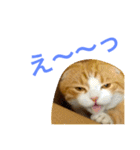 とらたさん その3（個別スタンプ：39）