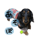ダックスのラックくん（個別スタンプ：1）