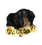 ダックスのラックくん（個別スタンプ：2）