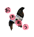 ダックスのラックくん（個別スタンプ：4）
