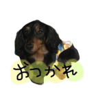 ダックスのラックくん（個別スタンプ：5）