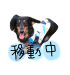 ダックスのラックくん（個別スタンプ：6）