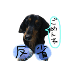 ダックスのラックくん（個別スタンプ：7）