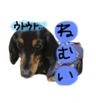 ダックスのラックくん（個別スタンプ：9）