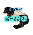 ダックスのラックくん（個別スタンプ：10）