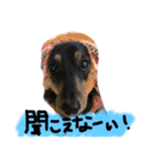 ダックスのラックくん（個別スタンプ：12）