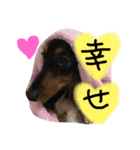 ダックスのラックくん（個別スタンプ：16）