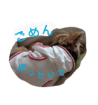 ワンコな日々（個別スタンプ：1）