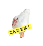 ふぁんふぁんアニマル（個別スタンプ：1）