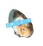 ふぁんふぁんアニマル（個別スタンプ：2）