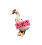 ふぁんふぁんアニマル（個別スタンプ：3）