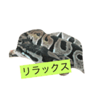 ふぁんふぁんアニマル（個別スタンプ：6）