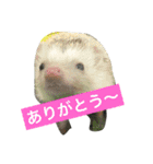 ふぁんふぁんアニマル（個別スタンプ：10）