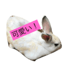 ふぁんふぁんアニマル（個別スタンプ：11）