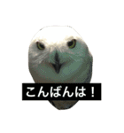 ふぁんふぁんアニマル（個別スタンプ：12）