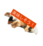 ふぁんふぁんアニマル（個別スタンプ：13）