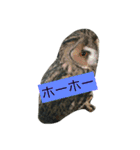 ふぁんふぁんアニマル（個別スタンプ：14）