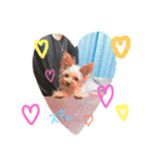 Yorkie.yuzu2（個別スタンプ：1）