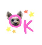 Yorkie.yuzu2（個別スタンプ：2）