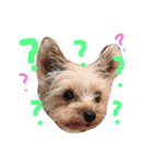 Yorkie.yuzu2（個別スタンプ：4）