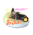 Yorkie.yuzu2（個別スタンプ：5）