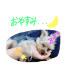 Yorkie.yuzu2（個別スタンプ：6）