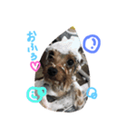 Yorkie.yuzu2（個別スタンプ：7）