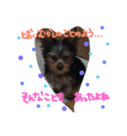 Yorkie.yuzu2（個別スタンプ：10）