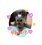 Yorkie.yuzu2（個別スタンプ：11）