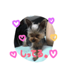 Yorkie.yuzu2（個別スタンプ：12）