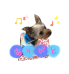 Yorkie.yuzu2（個別スタンプ：13）