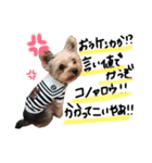 Yorkie.yuzu2（個別スタンプ：16）
